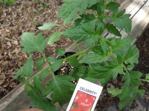 Celebrity Tomato