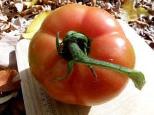 Biggest Tomato
